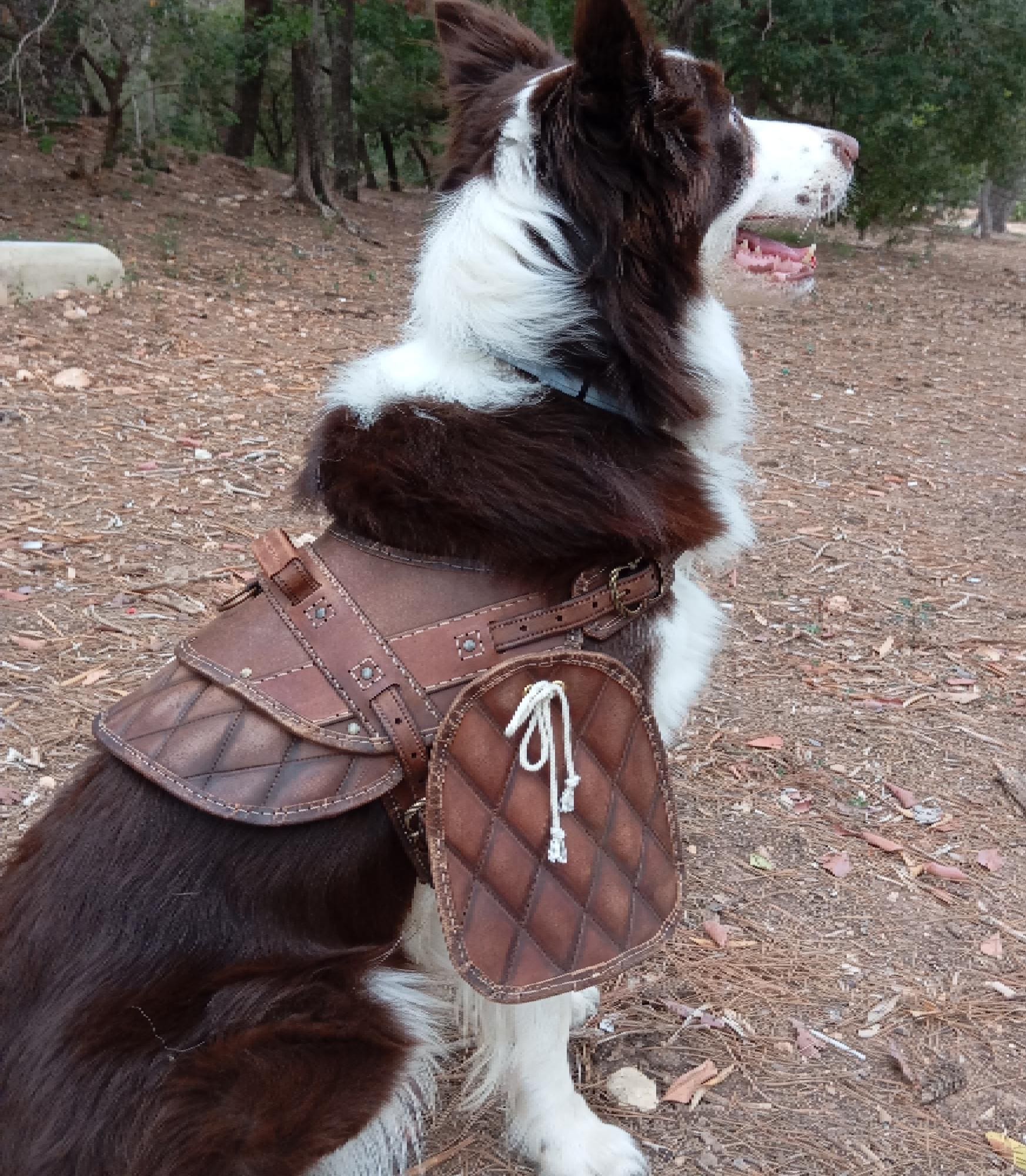 Dog harness leather pattern | Pet armor | DIY instructions