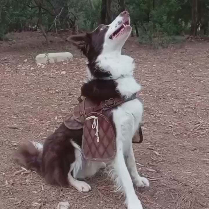Dog harness leather pattern | Pet armor | DIY instructions