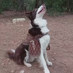 Dog harness leather pattern | Pet armor | DIY instructions